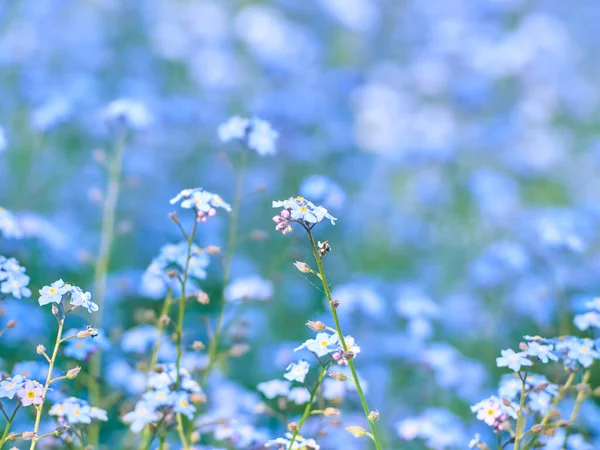 Blue Forget Flowers Blooming — Stock Photo, Image