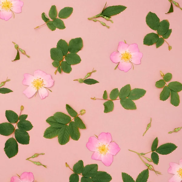 Floral Μοτίβο Από Ροζ Άγρια Τριαντάφυλλα Ροζ Φόντο — Φωτογραφία Αρχείου