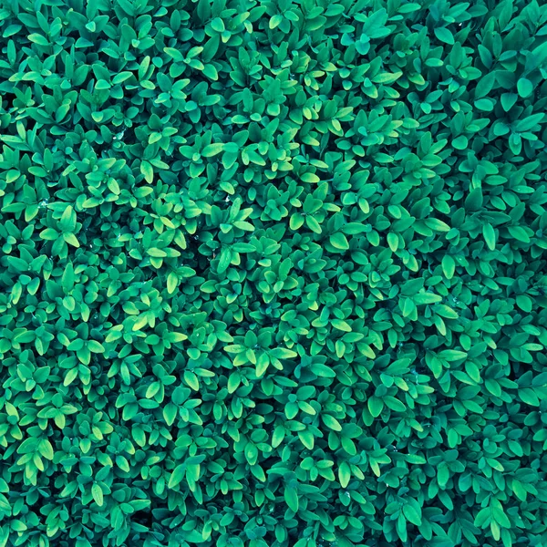 Achtergrond Van Verse Groene Bladeren — Stockfoto