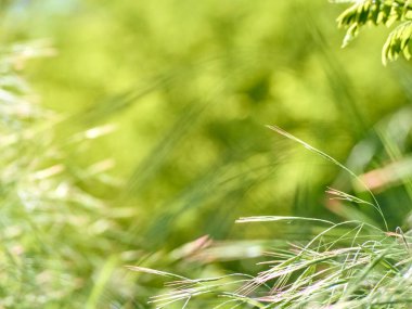 Yeşil yapraklar bulanık bokeh arkaplanı.