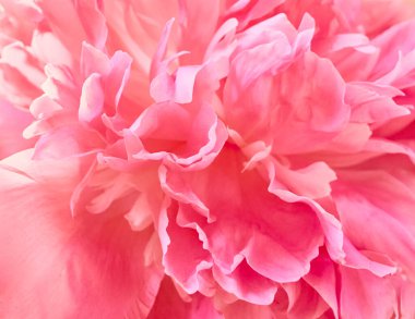 Odaklanmamış soyut şakayık çiçek arkaplanı.