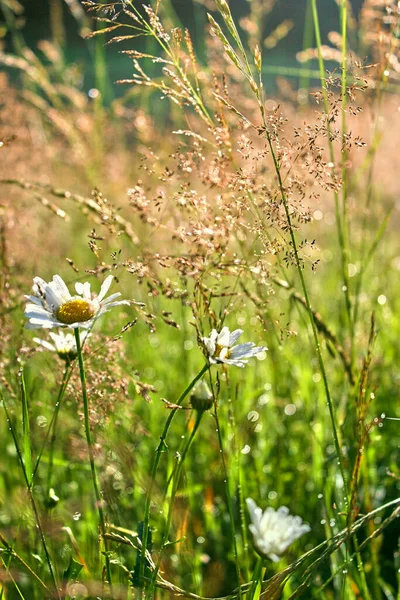 Poranna Rosa Zielonej Trawie Kolorowe Kwiaty — Zdjęcie stockowe