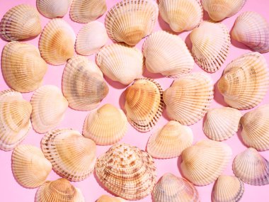 Pembe arka planda deniz kabuğu deseni. Düz yatış, üst görünüm.
