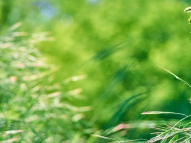 Yeşil yapraklar bulanık bokeh arkaplanı.