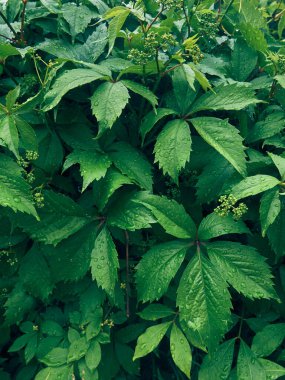 Taze yeşil yaprakların arkaplanı.