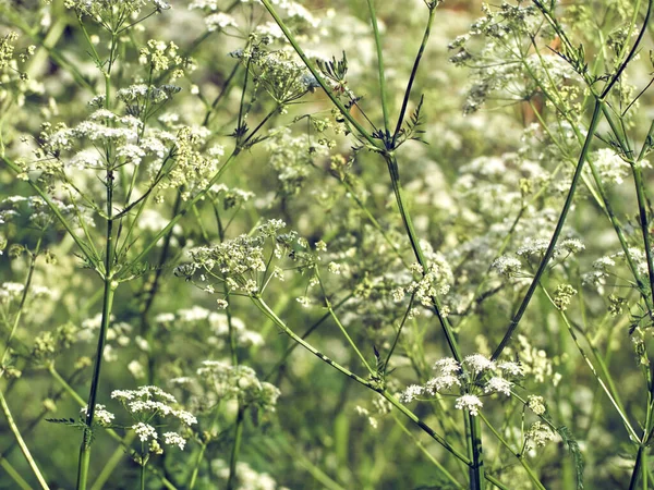 Małe Białe Kwiaty Zielonym Tle Zbliżenie — Zdjęcie stockowe