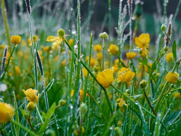 Poranna Rosa Zielonej Trawie Kolorowe Kwiaty — Zdjęcie stockowe