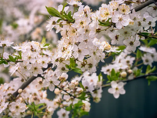 Virágzó Cseresznye Szilva Kertben — Stock Fotó