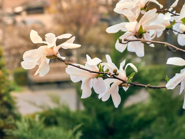 Magnolia Bloemen Het Voorjaar — Stockfoto