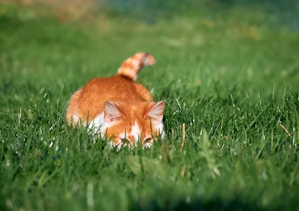 Kitten Playing Garden — Stock Photo, Image