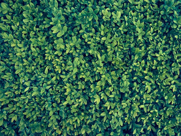 잎들의 로열티 프리 스톡 사진