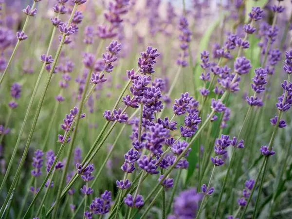 Morbido Focus Sui Fiori Lavanda — Foto Stock