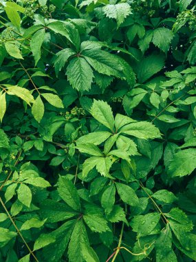 Taze yeşil yaprakların arkaplanı.