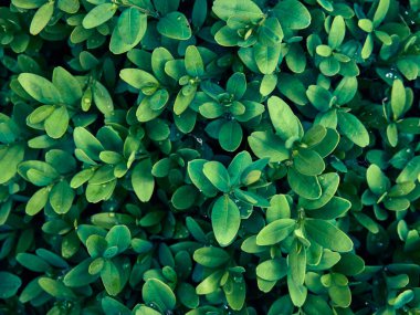 Taze yeşil yaprakların arkaplanı.