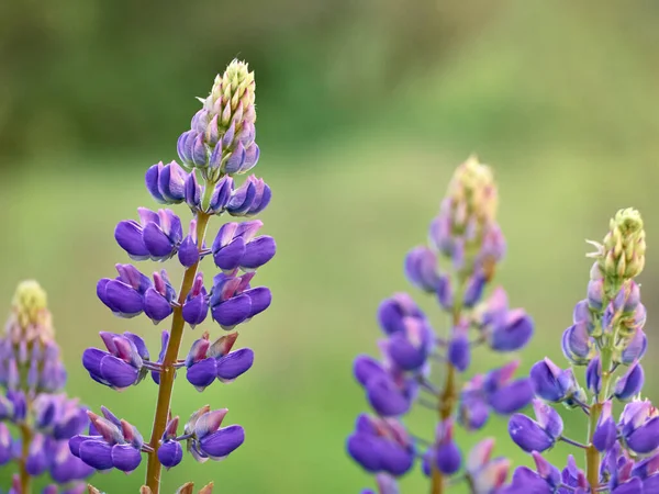 Fleurs Lupin Fleurit Dans Champ — Photo