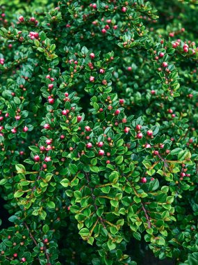 Taze yeşil yaprakların arkaplanı.