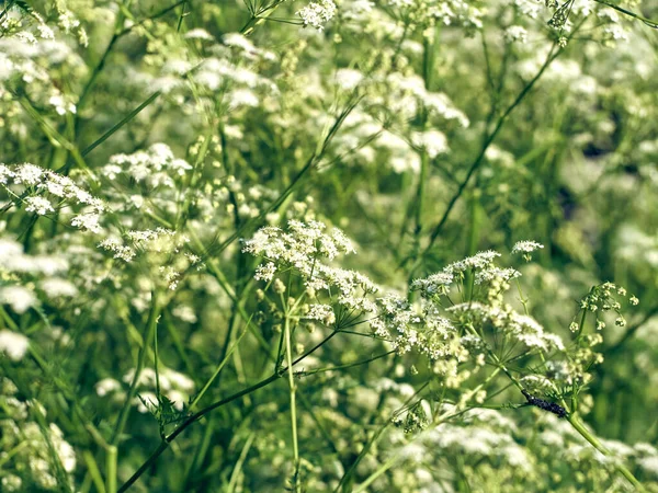Małe Białe Kwiaty Zielonym Tle Zbliżenie — Zdjęcie stockowe