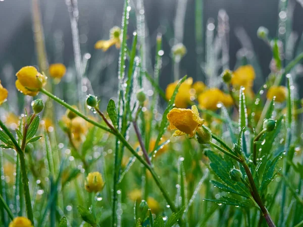 Утренняя Роса Зеленой Траве Разноцветные Цветы — стоковое фото