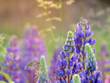Lupin tarlada çiçek açar..
