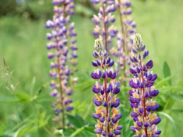 Flores Lupin Floresce Campo — Fotografia de Stock