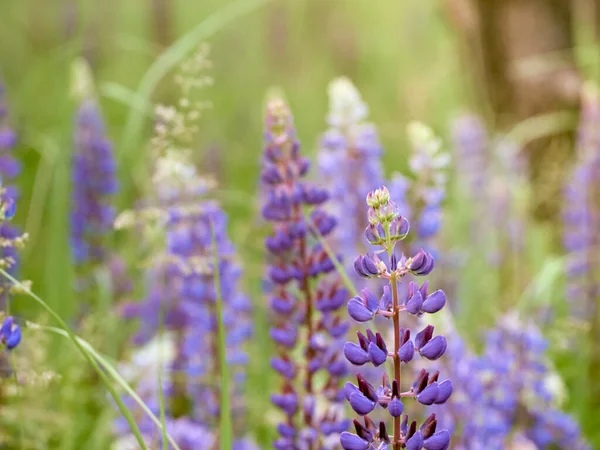 Fleurs Lupin Fleurit Dans Champ — Photo