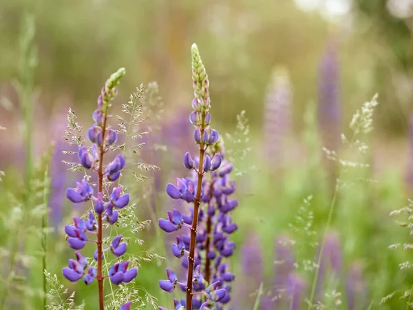 Fleurs Lupin Fleurit Dans Champ — Photo