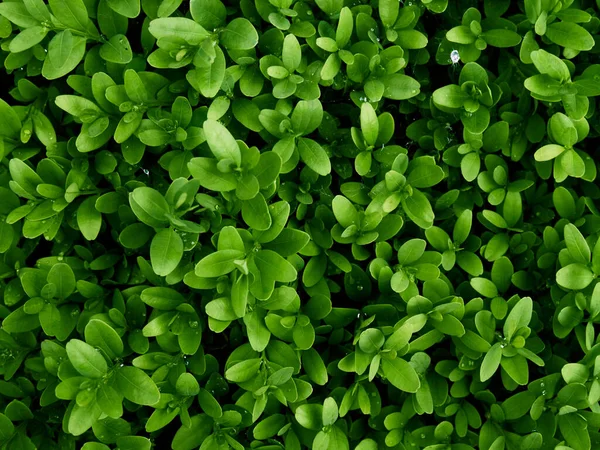 Achtergrond Van Verse Groene Bladeren — Stockfoto