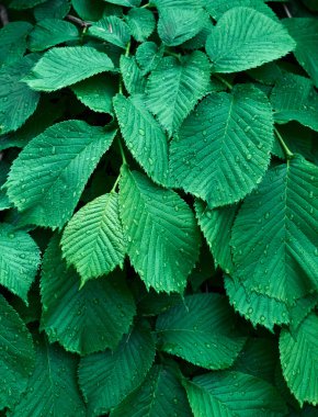 Taze yeşil yaprakların arkaplanı.