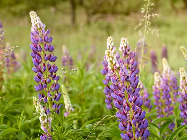 Lupine Bloemen Bloeit Het Veld — Stockfoto