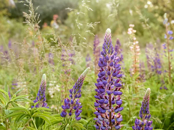 Lupine Bloemen Bloeit Het Veld — Stockfoto