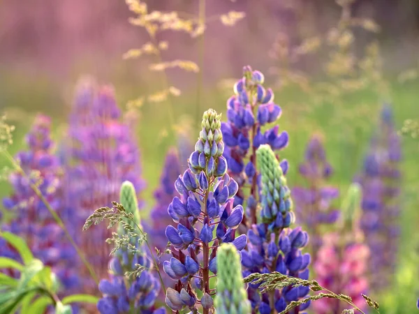 Lupin Tarlada Çiçek Açar — Stok fotoğraf