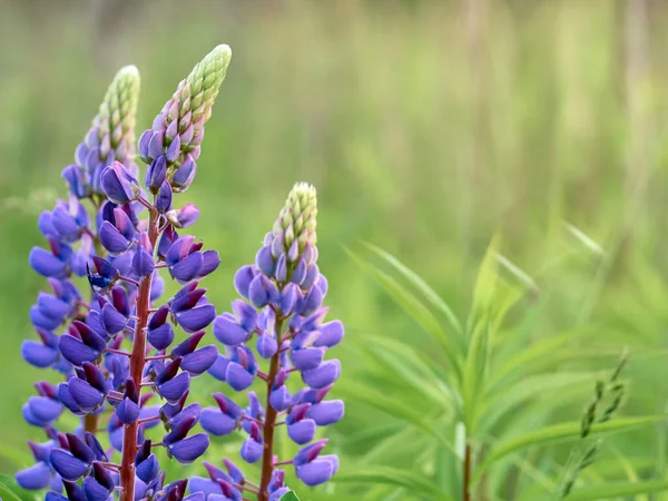 Fleurs Lupin Fleurit Dans Champ — Photo