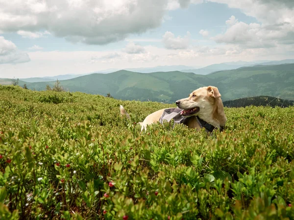 Собака Сидит Траве Горах Карпаты Украина — стоковое фото