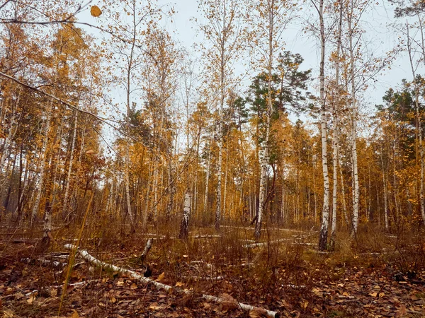 노란색 자작나무가 — 스톡 사진