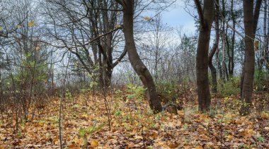 Riga Körfezi, Baltık Denizi 'nde sonbahar mevsimi. Düşmüş sarı yapraklar ve yaprakları olmayan ağaçlar. Denizin görülebileceği bir yer..