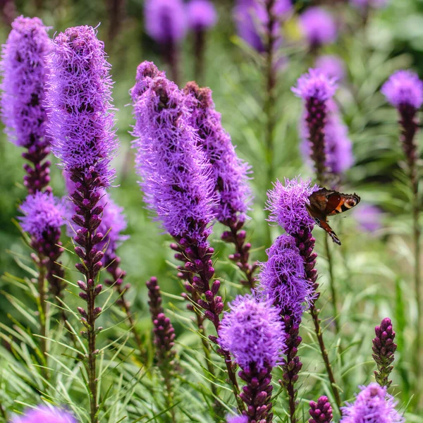 Uma Borboleta Sentado Roxo Flores Fofas Liatris Spikata Nome Científico — Fotografia de Stock