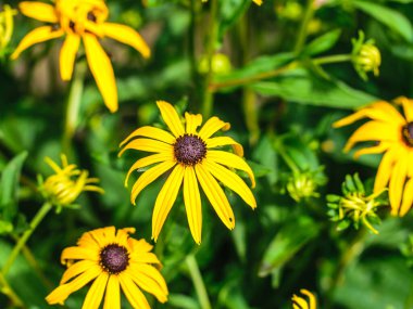 Rudbeckia 'nın parlak sarı çiçekleri aynı fikirde. Yakın plan.