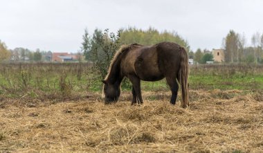 Kısrağın biri bir sonbahar günü şehrin yakınındaki bir tarlada saman yiyor..