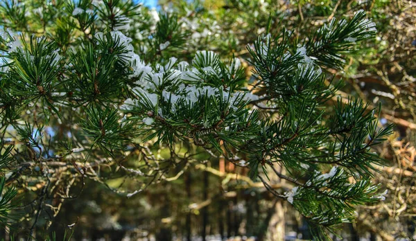 Der Erste Unzuverlässige Schnee Auf Den Kiefernzweigen — Stockfoto