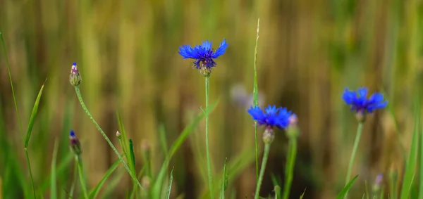 Blue Cornflower Close Green Field Cereals — Stock Photo, Image