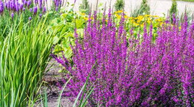 Diğer yeşil bitkilerin arasında bir çiçek tarlasında pembe adaçayı çiçekleri..