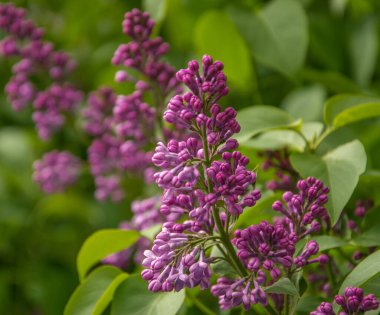 Güneşli bir bahar gününde yeşil yaprakların arka planında açan leylak dalı..
