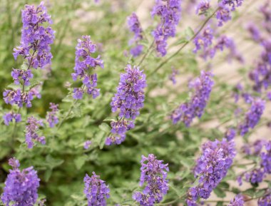 Lavandula angustifolia, kokulu lavanta bitkisi..