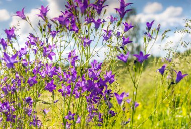 Mor çan çiçekleri yeşil çimenlerin ve mavi gökyüzünün arka planına yakın çekim.