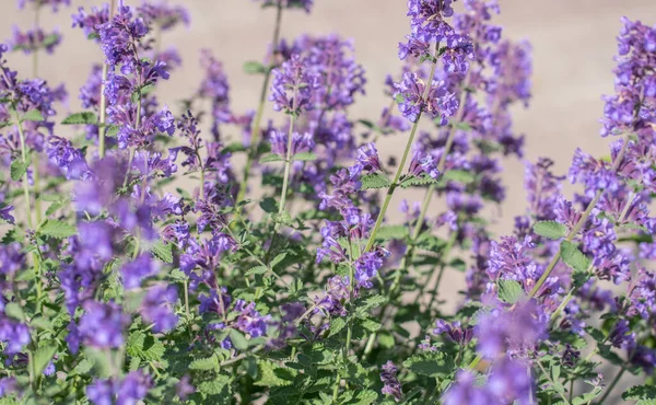 Lavandula Angustifolia Blooming Fragrant Lavender Perennial Plant — Stock Photo, Image