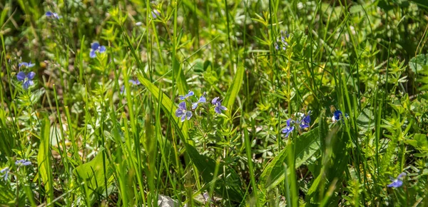 草原の花 緑の牧草地に絵のような小さな花 Closeup — ストック写真