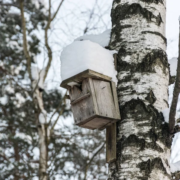 Птичий Домик Березе Дома Птиц Зимой Снегом Дереве — стоковое фото