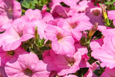 Soluk pembe fuşya çiçeklerinin güzel arka planı