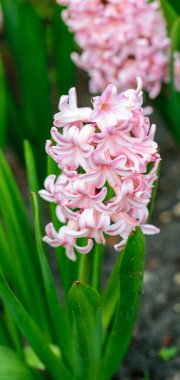 Renkli pembe sümbül çiçekleri bahar bahçesinde güzel bahar arka planında