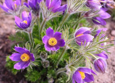 Pofuduk bahar mor çiçekleri İlkbaharın başında rüya çimenleri, üst manzara